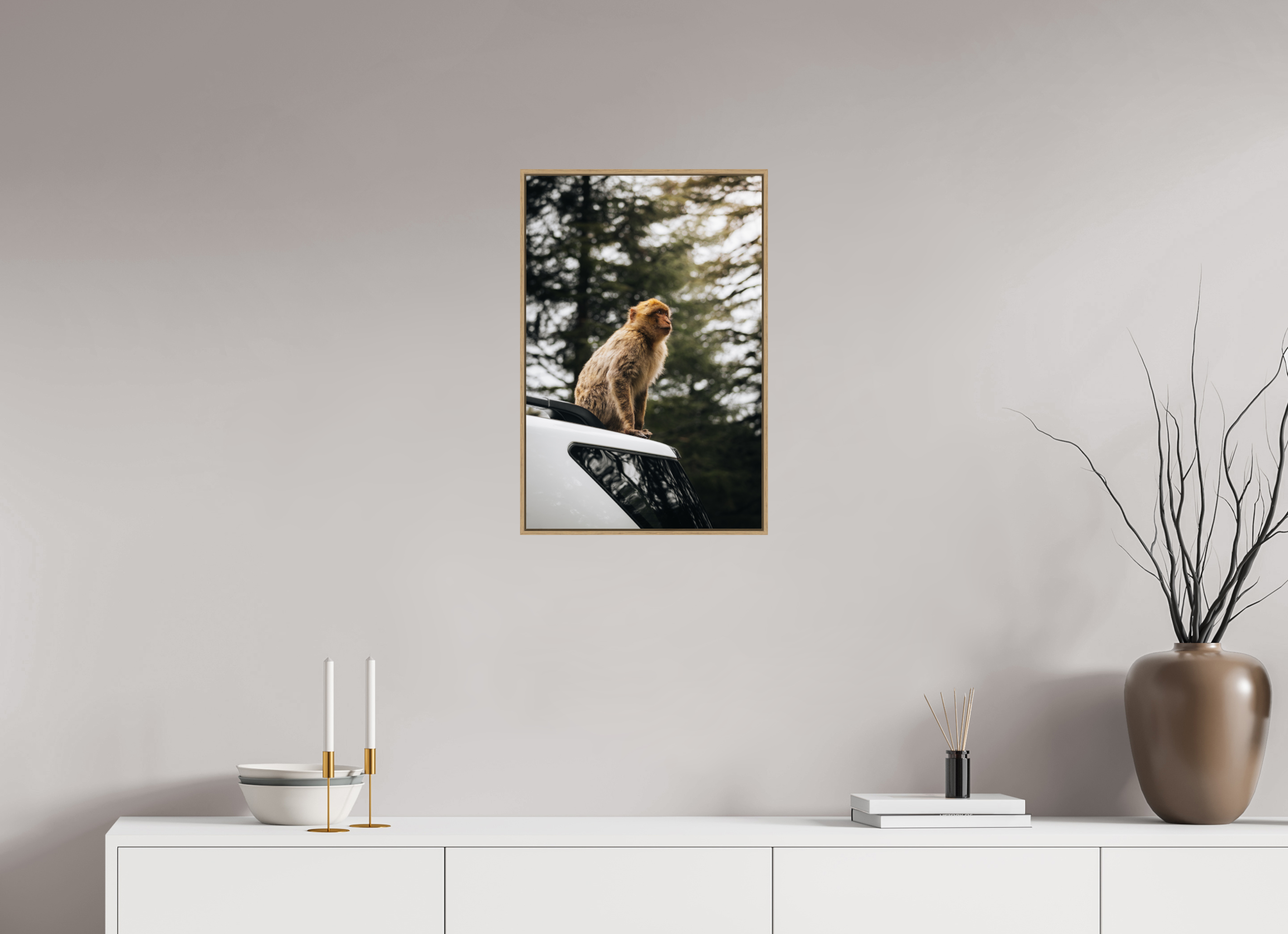 40 x 60 cm, Tirage sous Plexiglas encadré Singe marocain – Regard vers le ciel