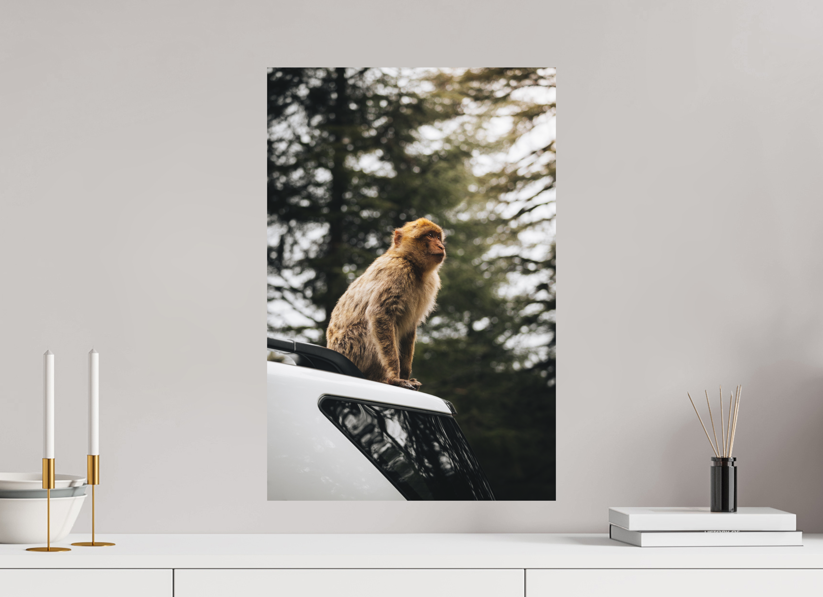 40 x 60 cm, Tirage Fine Art Premium + Singe marocain – Regard vers le ciel