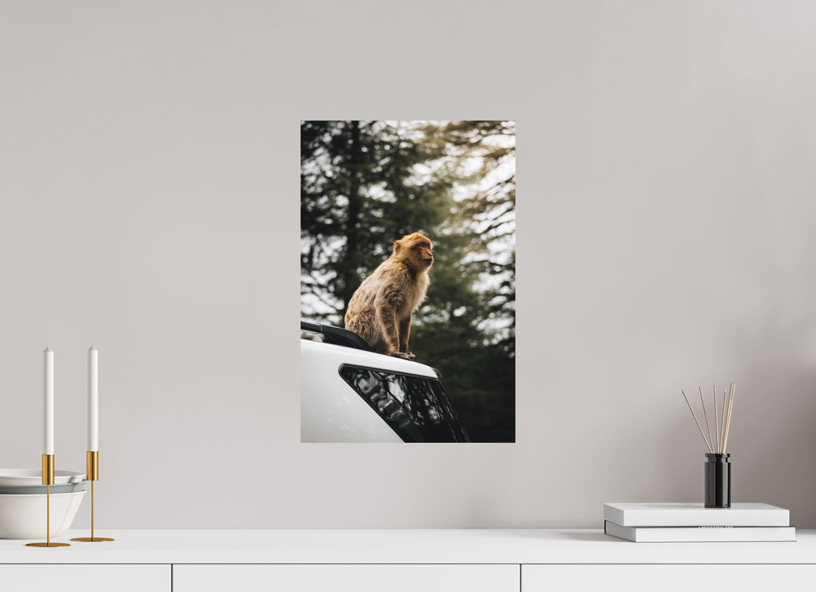 30 x 45 cm, Tirage Fine Art Premium + Singe marocain – Regard vers le ciel