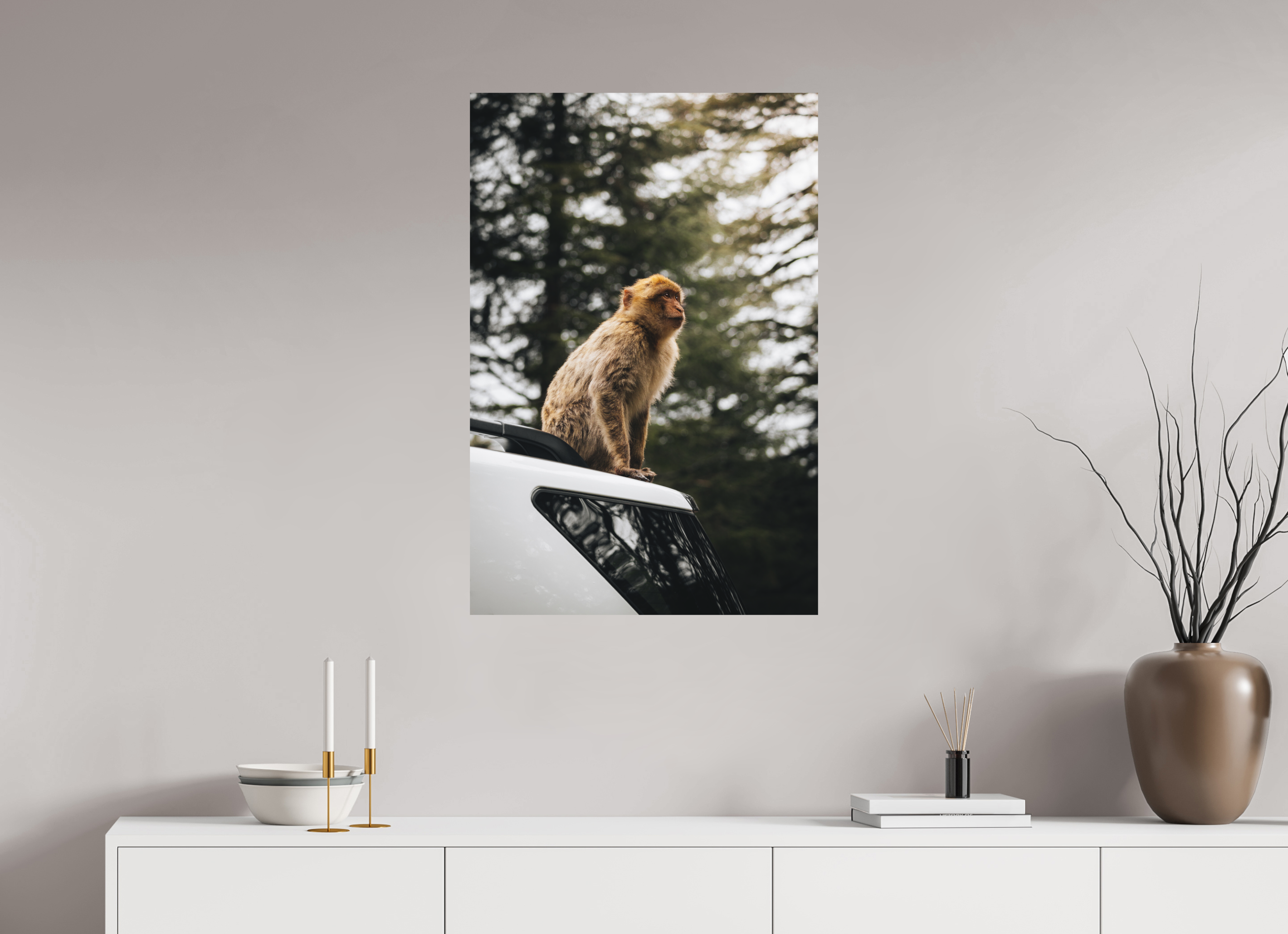 60 x 90 cm, Tirage Fine Art Premium + Singe marocain – Regard vers le ciel