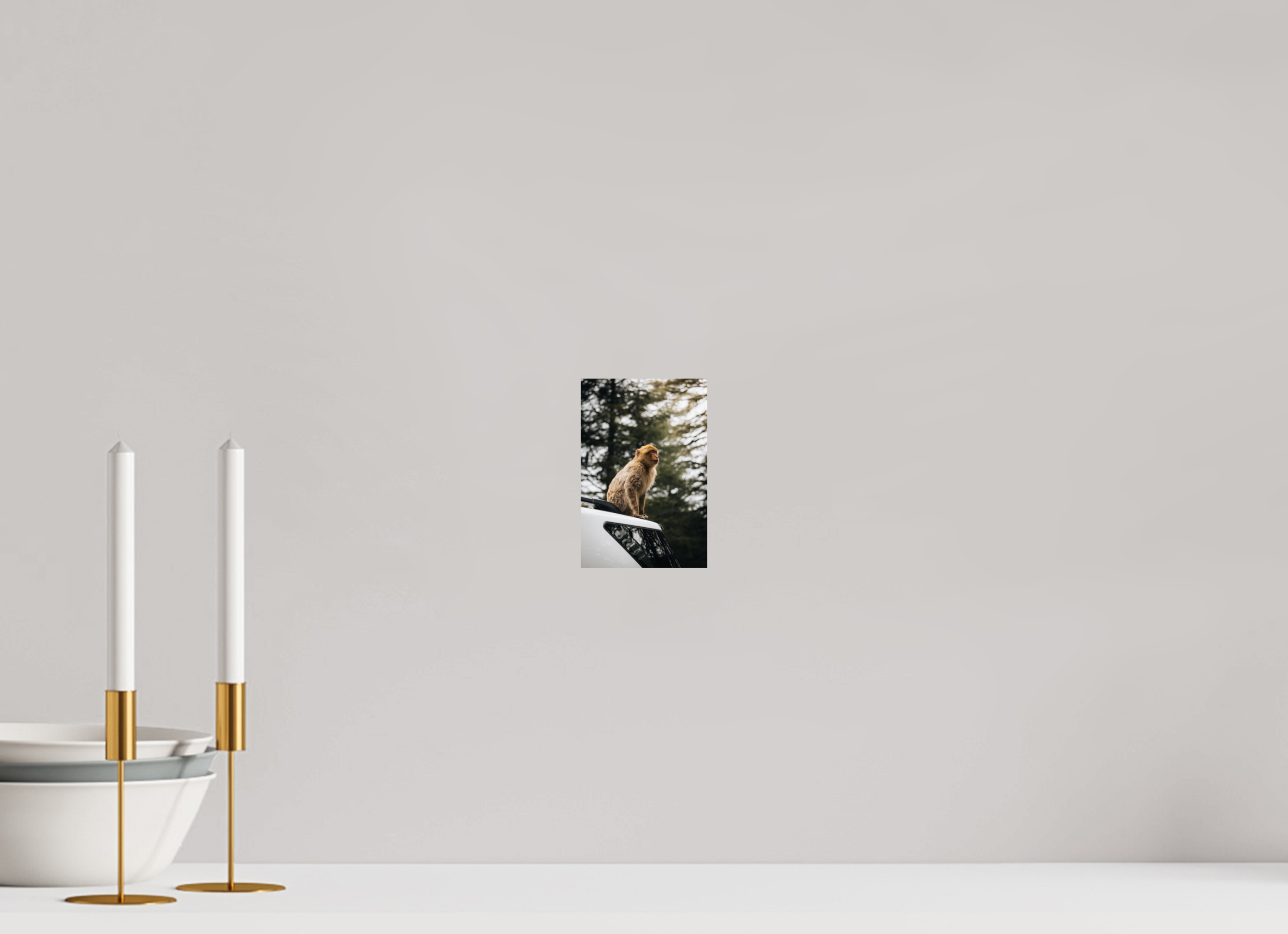 10 x 15 cm, Tirage Fine Art Premium Singe marocain – Regard vers le ciel