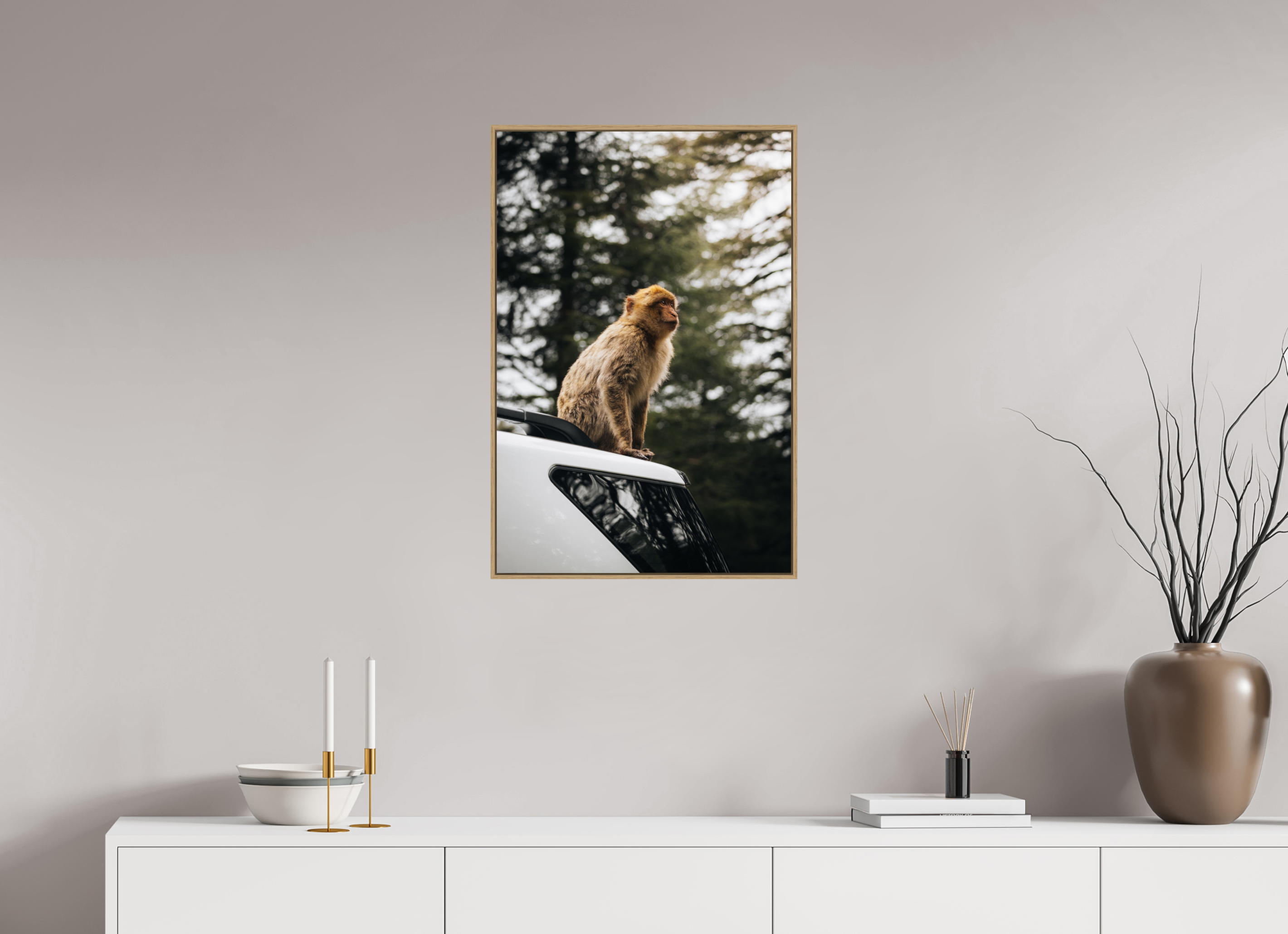 50 x 75 cm, Tirage sous Plexiglas encadré Singe marocain – Regard vers le ciel