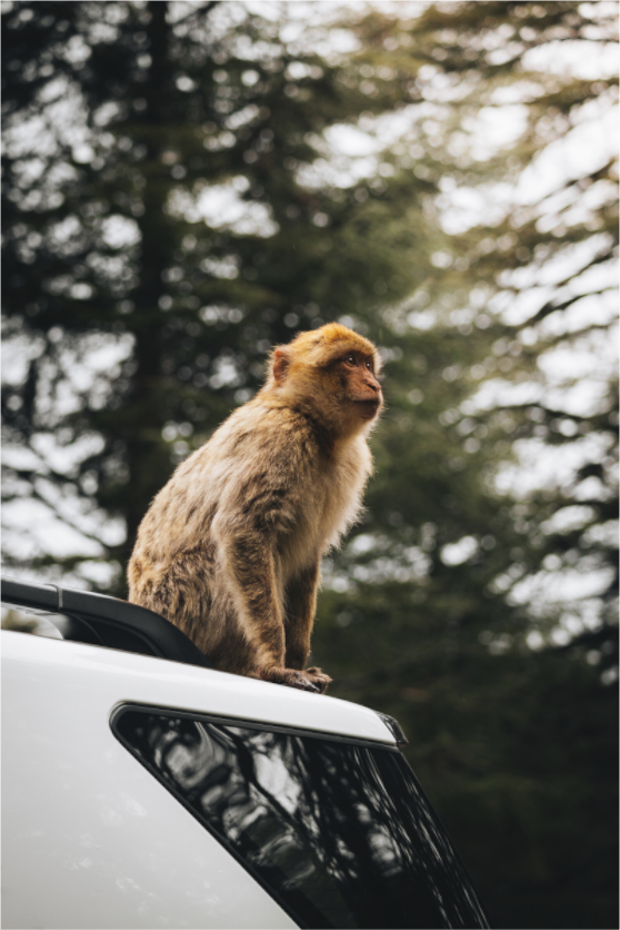 Main image Singe marocain – Regard vers le ciel