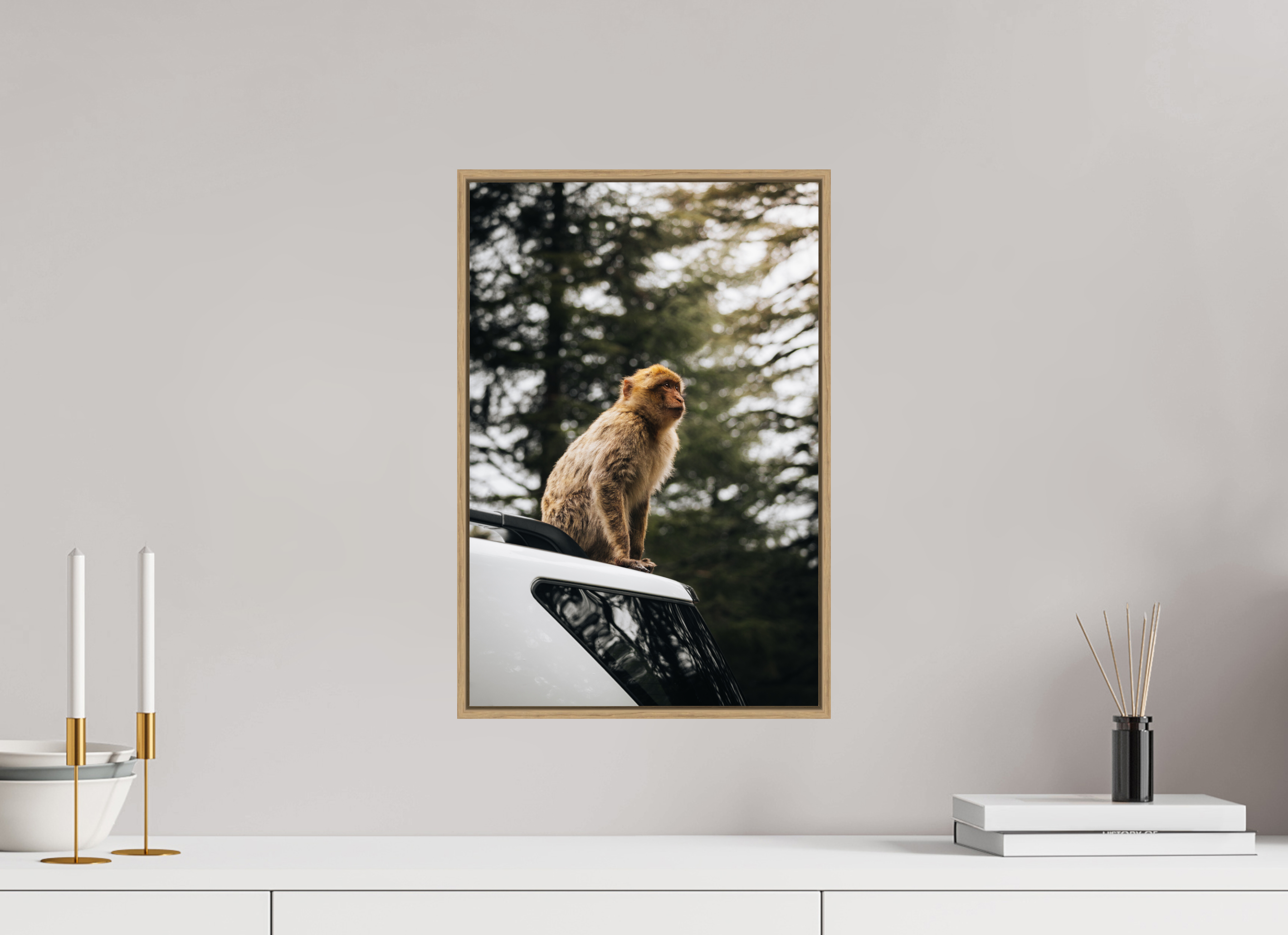 30 x 45 cm, Tirage sous Plexiglas encadré Singe marocain – Regard vers le ciel