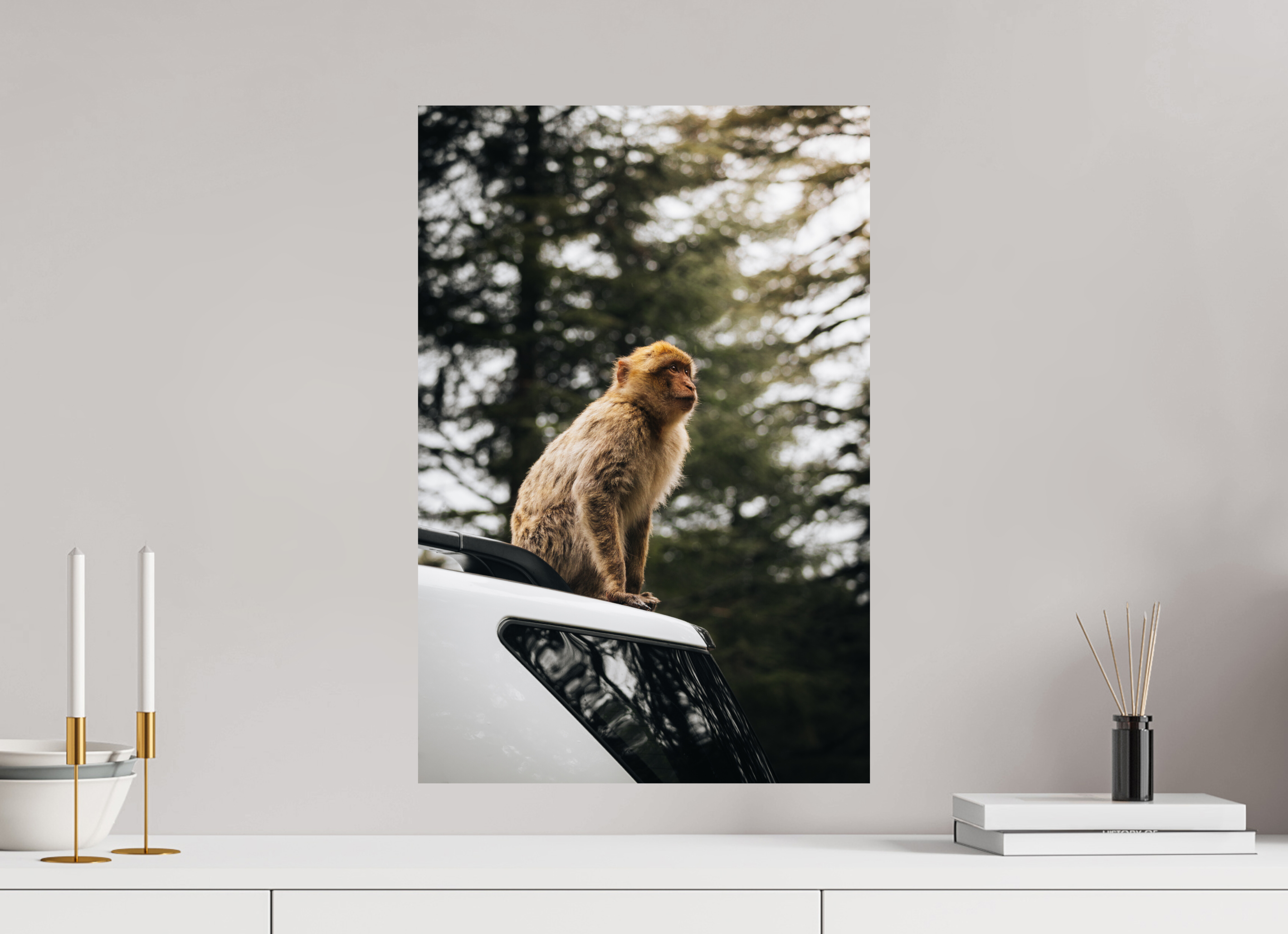 40 x 60 cm, Tirage Fine Art Premium Singe marocain – Regard vers le ciel