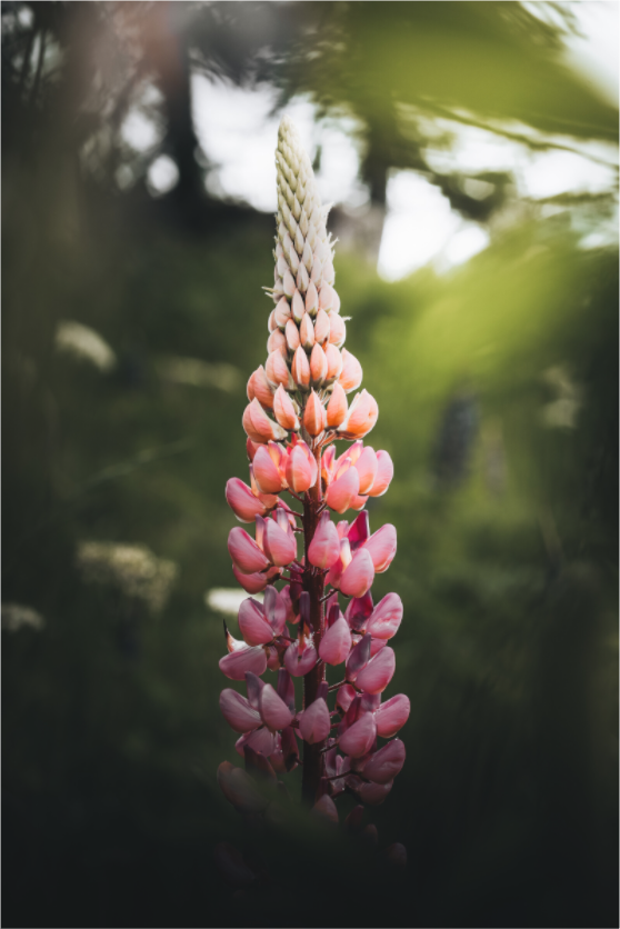 Main image Lupin rose au soleil du matin