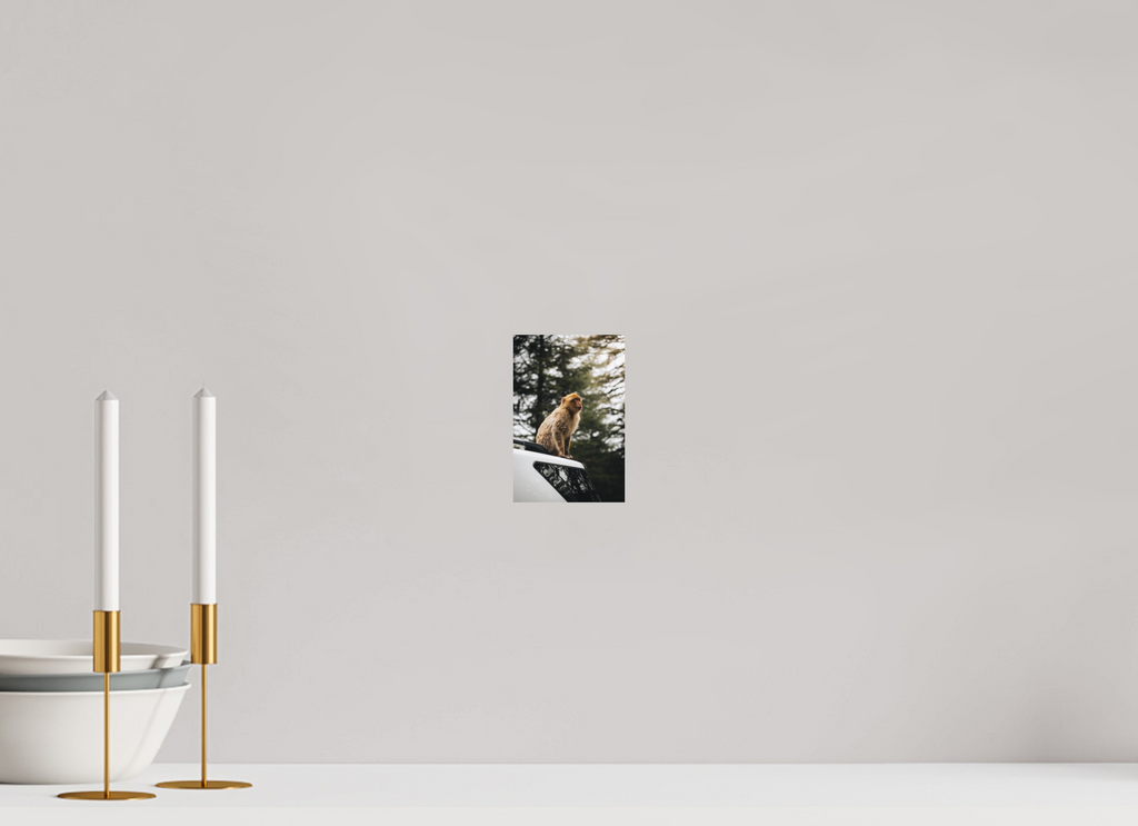 10 x 15 cm, Tirage Fine Art (Papier Mat) Singe marocain – Regard vers le ciel