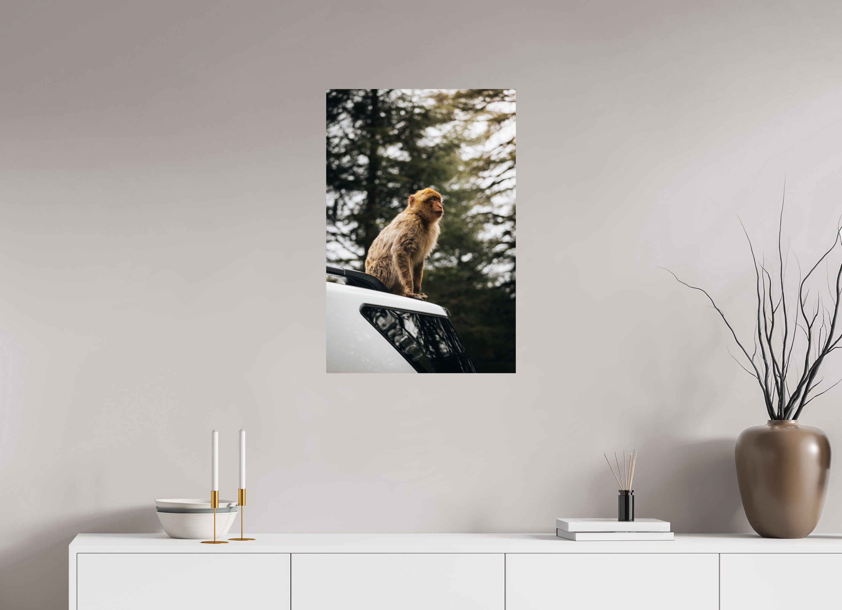 50 x 75 cm, Tirage Fine Art Premium Singe marocain – Regard vers le ciel