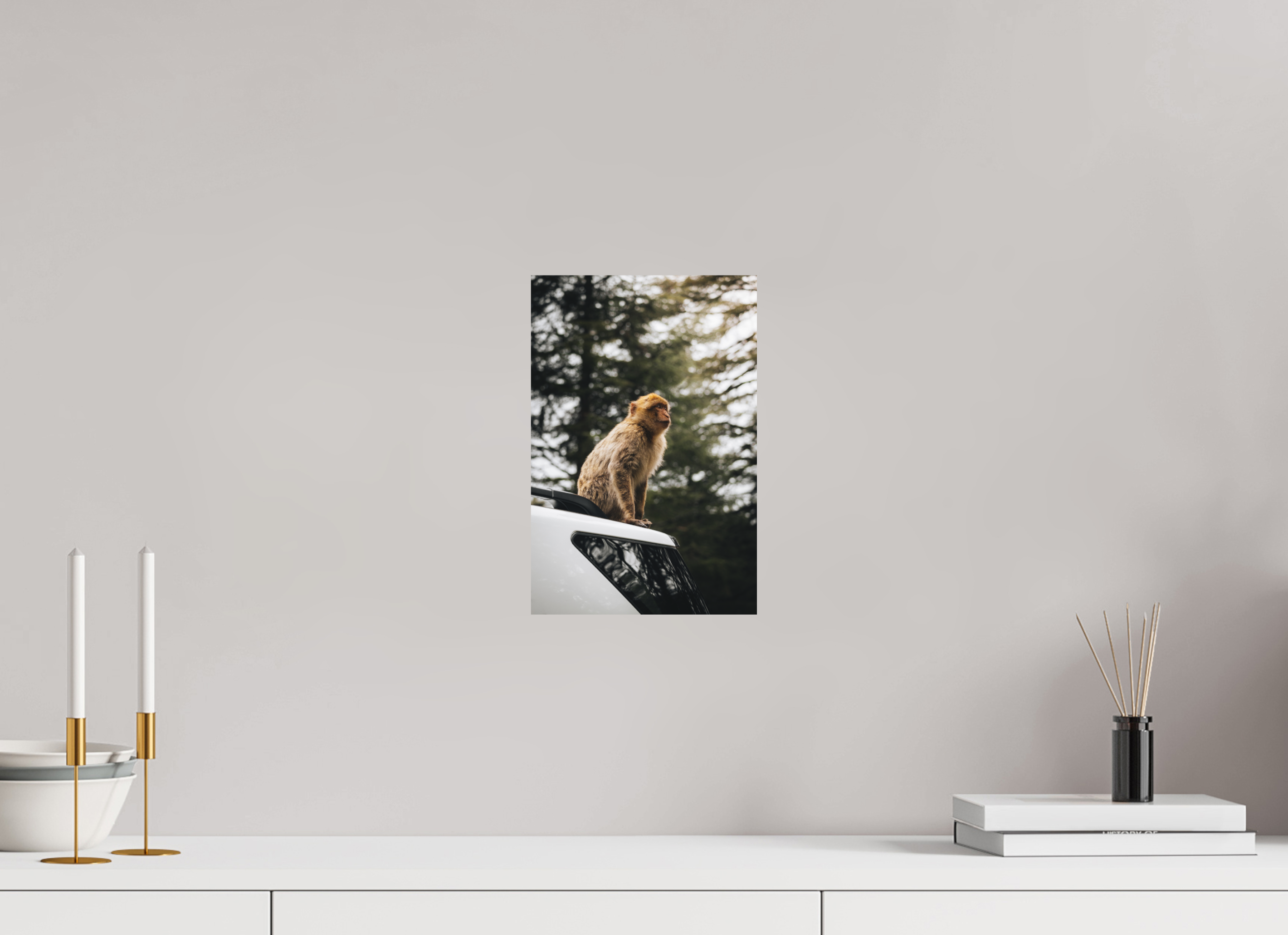 20 x 30 cm, Tirage Fine Art Premium + Singe marocain – Regard vers le ciel