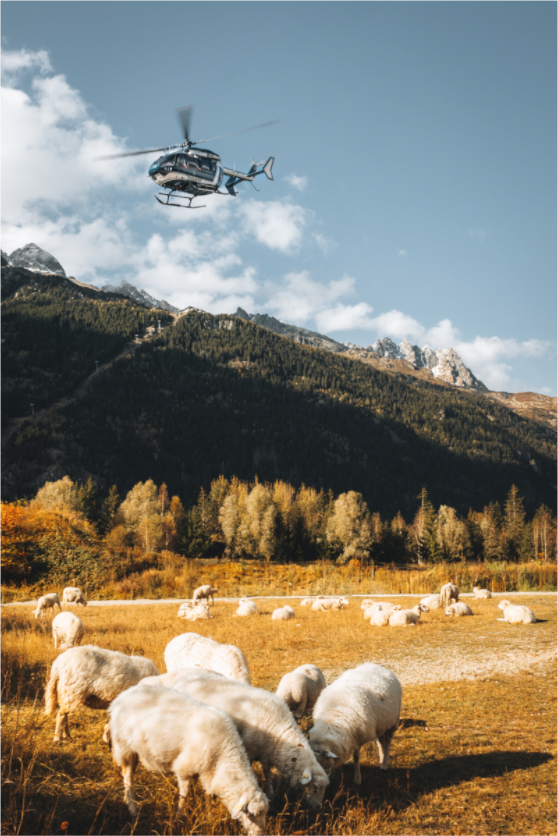 Main image Moutons au coucher de soleil et intervention aérienne